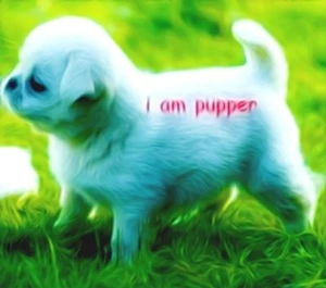 What I Talk About When I Talk About Puppers