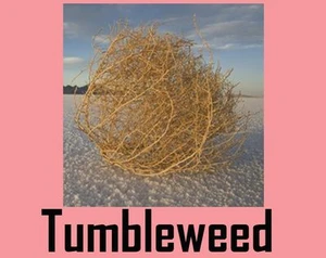 Tumbleweed (itch)