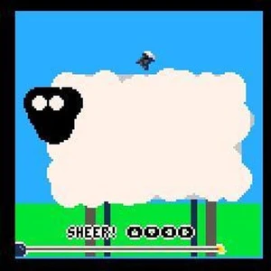 Sheer the sheep!