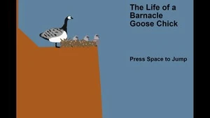 The Life of a Barnacle Goose Chick