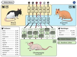 NZ Rat Colour Genetics