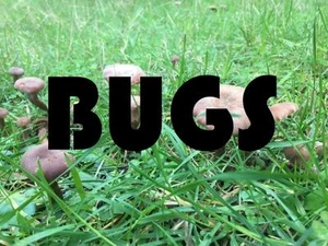 BUGS (itch) (pikmingeneral)