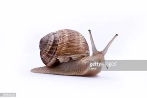 the snail and the quest for 10 hags
