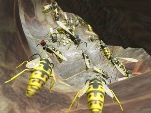 Wasp Nest Simulator 3D