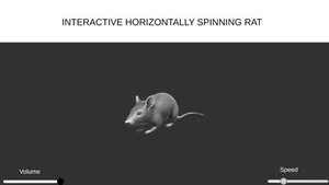 Interactive Spinning Rat