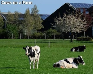 Cows on a Farm